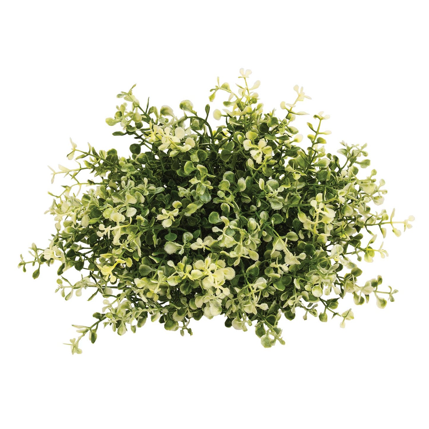 Cream Tipped Baby's Grass Half Sphere