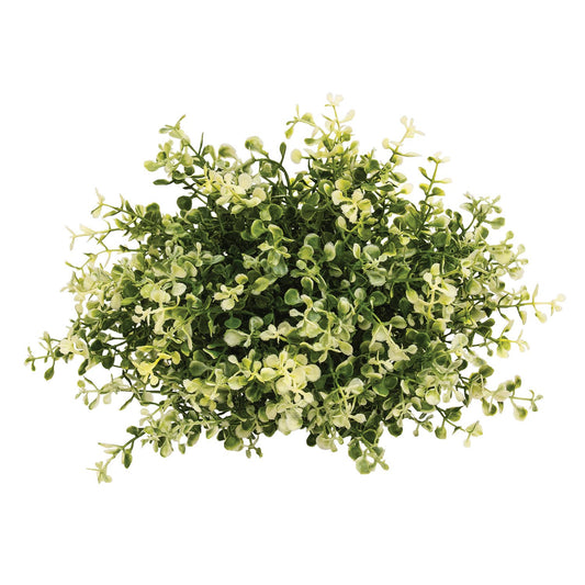 Cream Tipped Baby's Grass Half Sphere