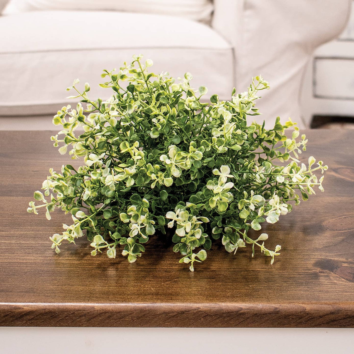 Cream Tipped Baby's Grass Half Sphere